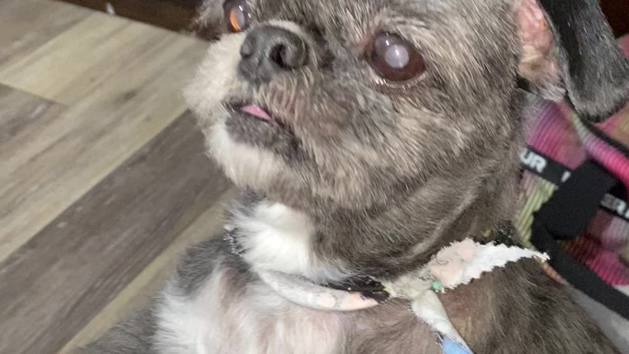 Wicket luv pizzzza