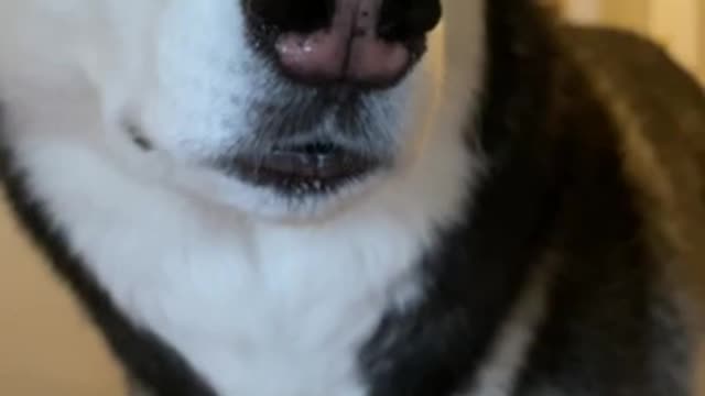 Husky Sneaks Up On Owner By Acting INVISIBLE!