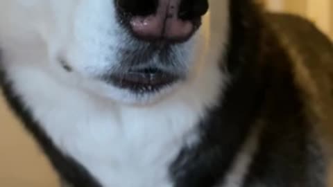 Husky Sneaks Up On Owner By Acting INVISIBLE!