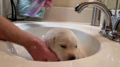 Lovely Lab Puppy Lucy has her FIRST Bath!