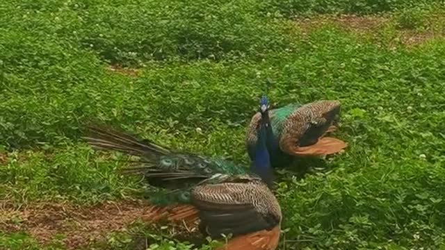 peacocks