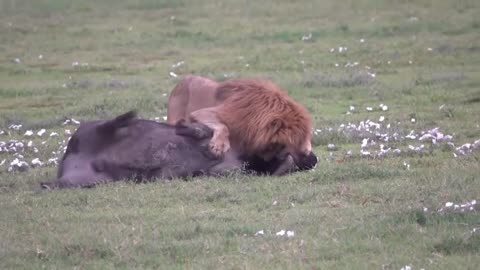 Watch the speed and strength of the king of the jungle and how he skillfully hunted buffalo