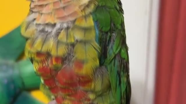 Frankie was one of my first large parrots and was my most expensive parrot!