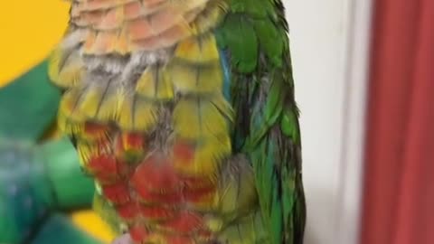 Frankie was one of my first large parrots and was my most expensive parrot!