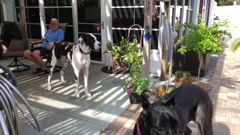 Neighbor Dog Is Surprised To Hear Great Danes Barking Not Chihuahuas