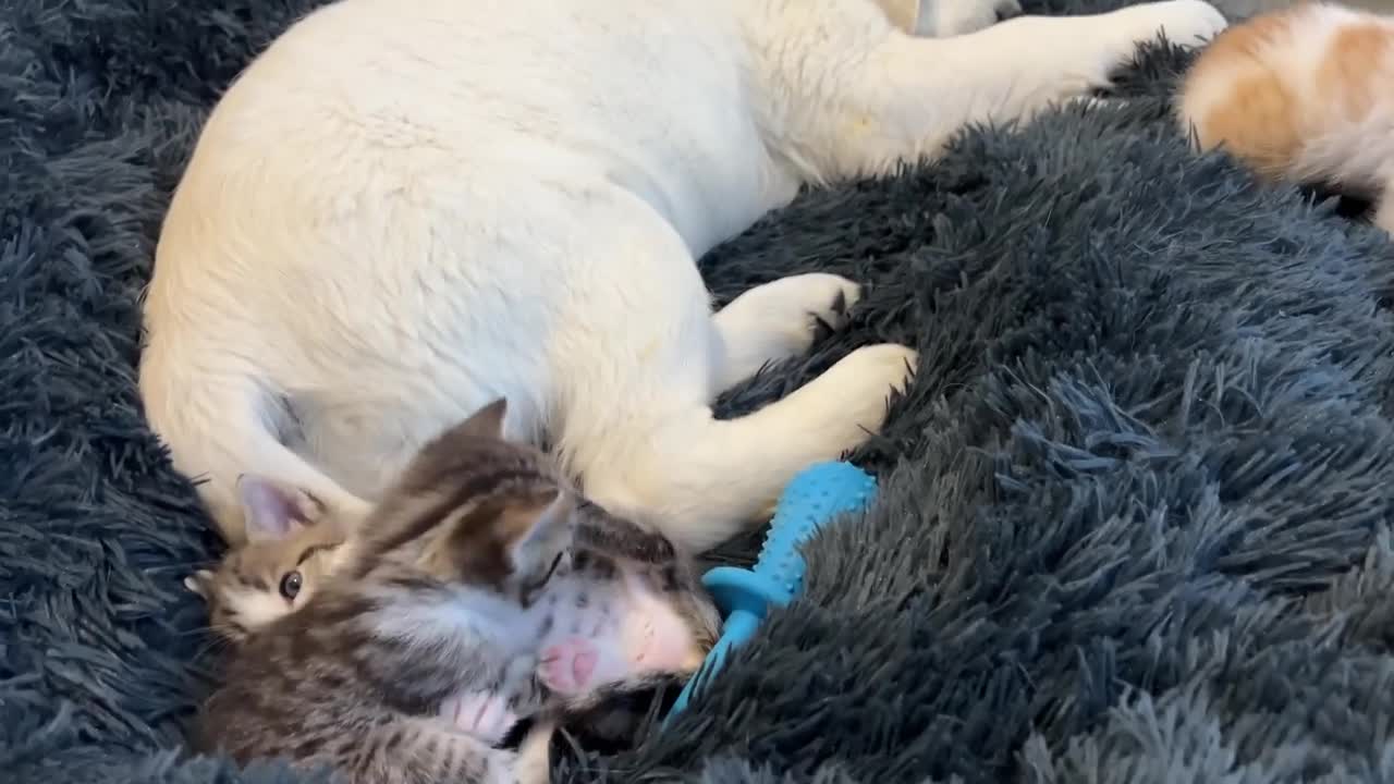 Tiny Kitten and Golden Retriever Puppy Cutest Friends