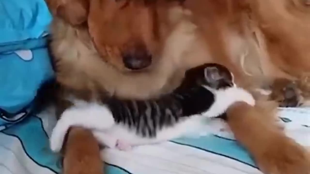 Cat and Dog Friendship - Dog and Cat Pure Love .