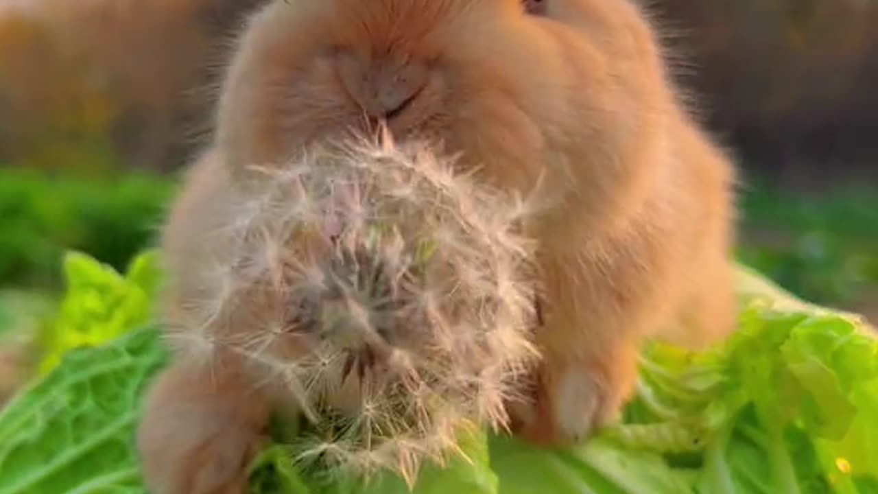 bunny on a leave