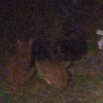 Cats cats and more cats 😆