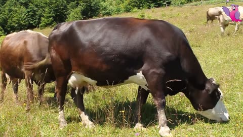 COW VIDEO 🐮🐄 COWS MOOING AND GRAZING IN A FIELD 🐄🐮