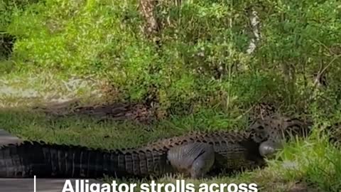 Alligator takes its time crossing the road