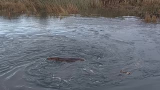 Log Warped by Whirlpool