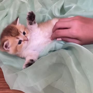 A very small kitten