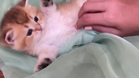 A very small kitten