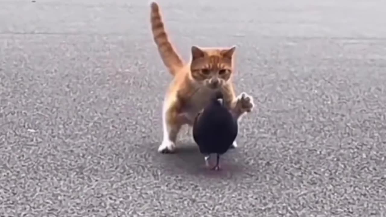 Happy and Funny Pet Video (Suppress Laughter)