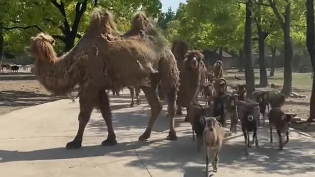 camels