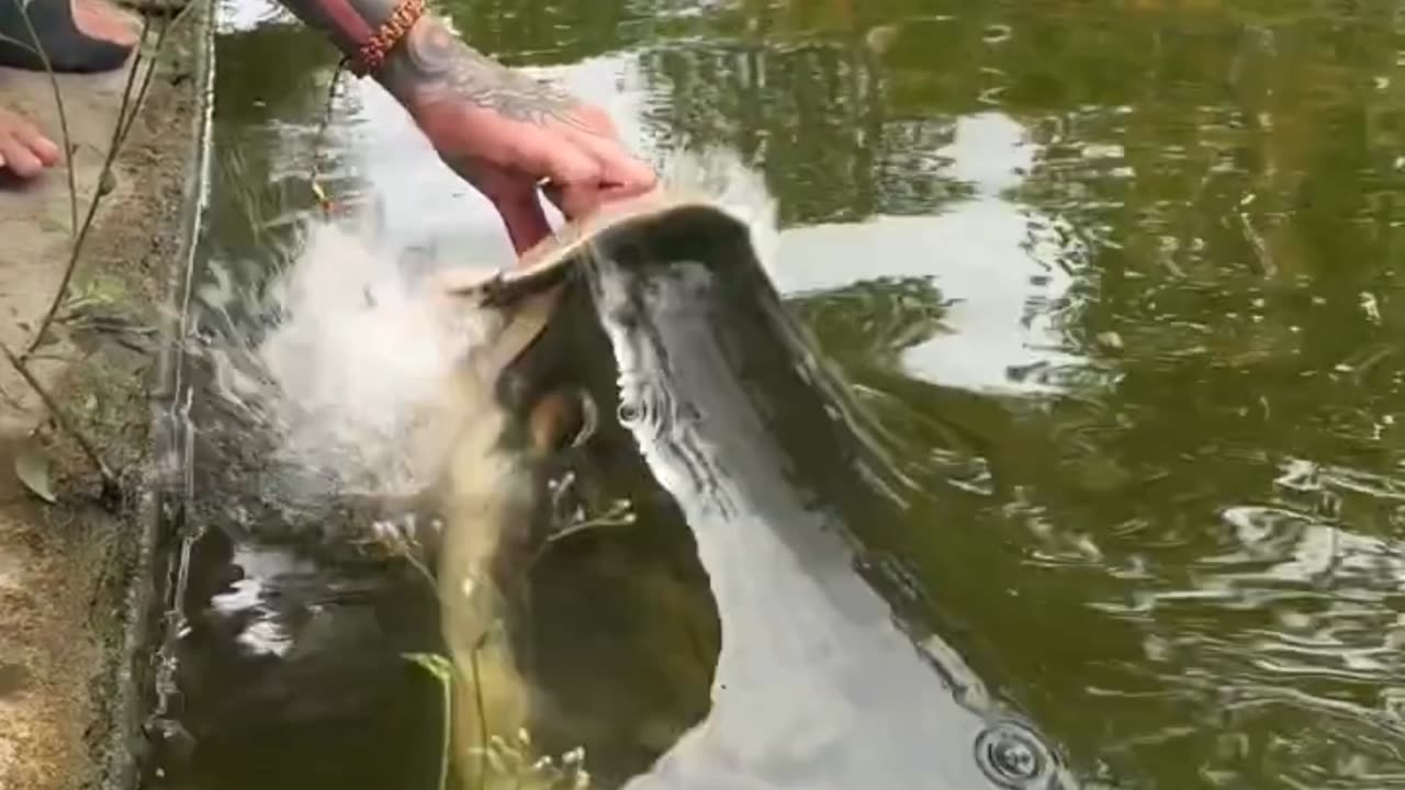 Monster Fish Alert!!! (Arapaima)