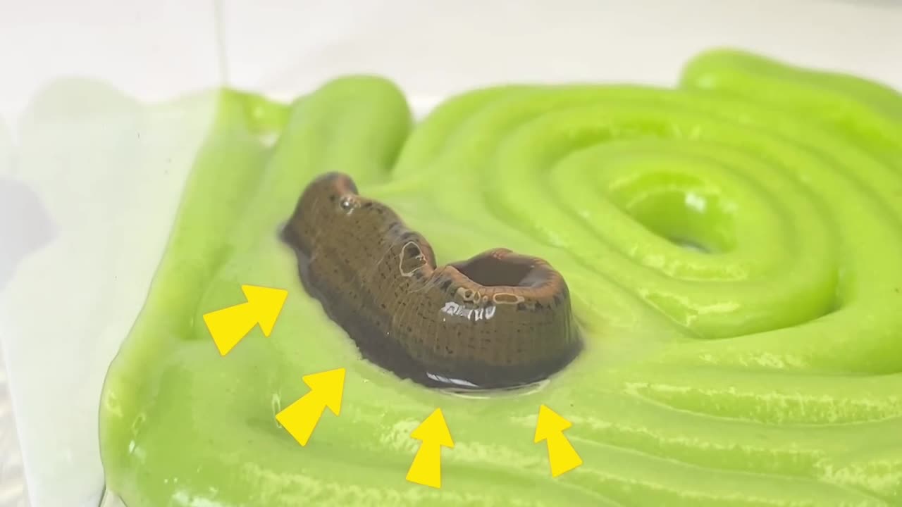 What happens when you put leeches in mustard