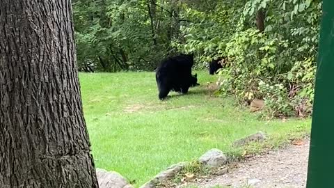Girl Spooks Baby Black Bear Sending it Running to Mom