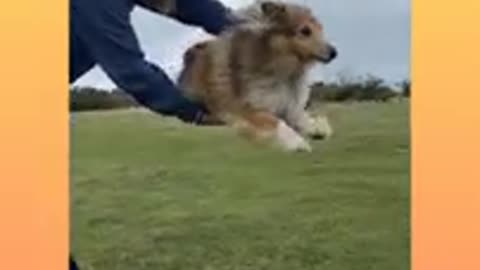 Dog training jumping video s