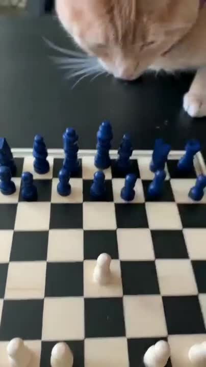 #funnyanimal #cutecat