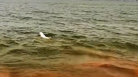 Is Labrador easy to keep