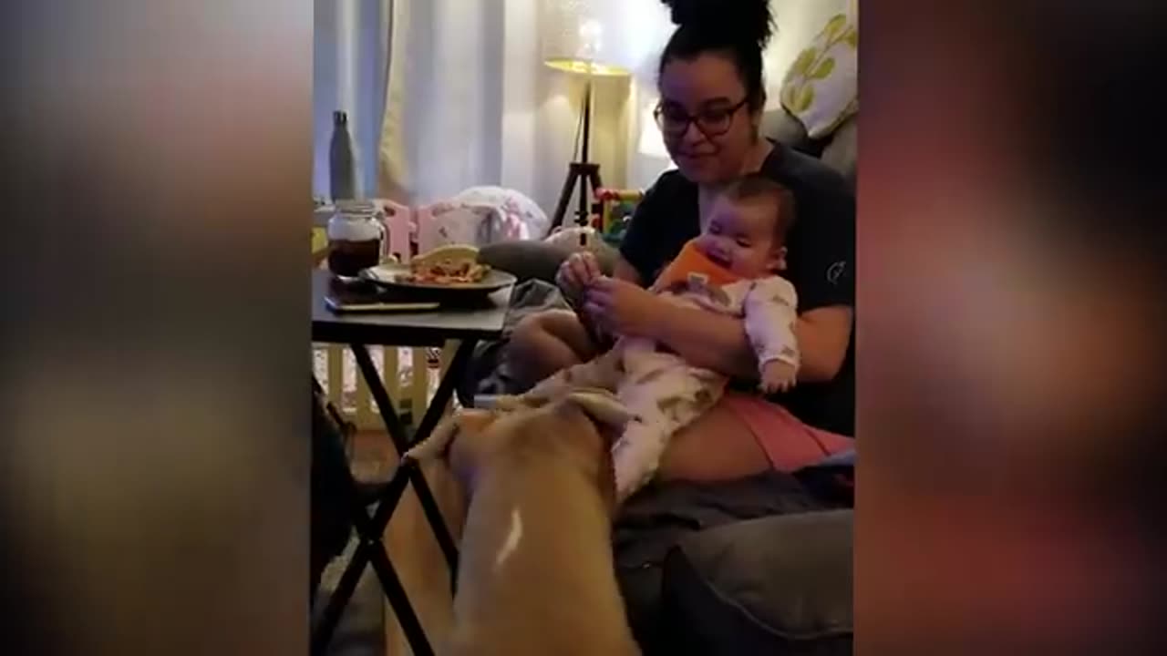 Funny cats babies and dogs video 😀😁😂🤣😃😄😅