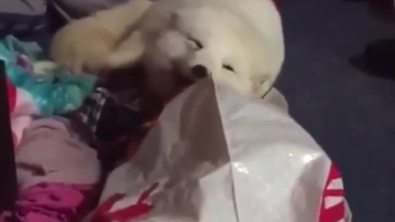 Funny Cat