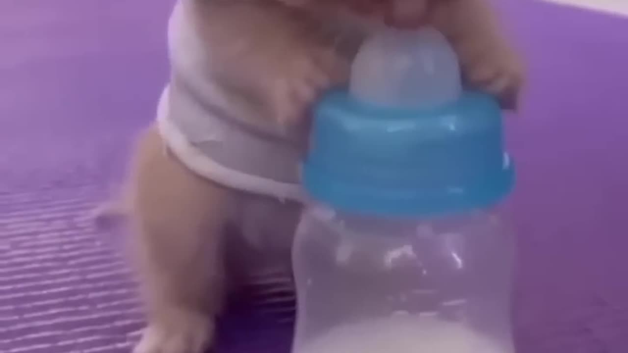 Baby Cat drunk a milk