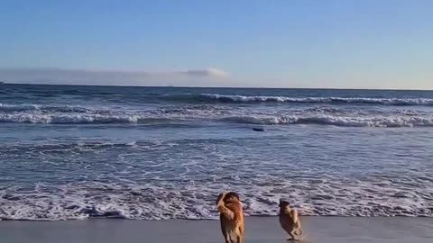 Dog on Beach Funny Moments | 🙂🤣 #Viral #Viralvideos