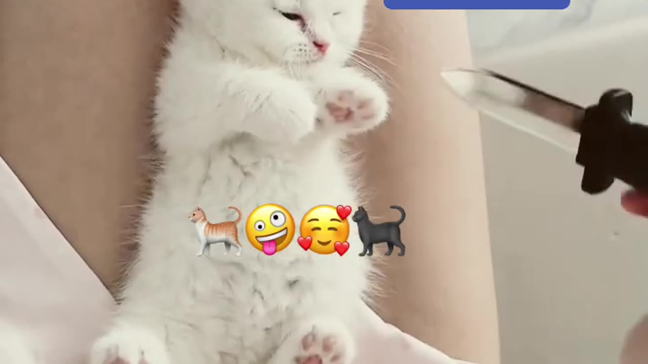 Funniest Cats and Dogs Video🐕🐈 Funny animal video Try not to laugh #32