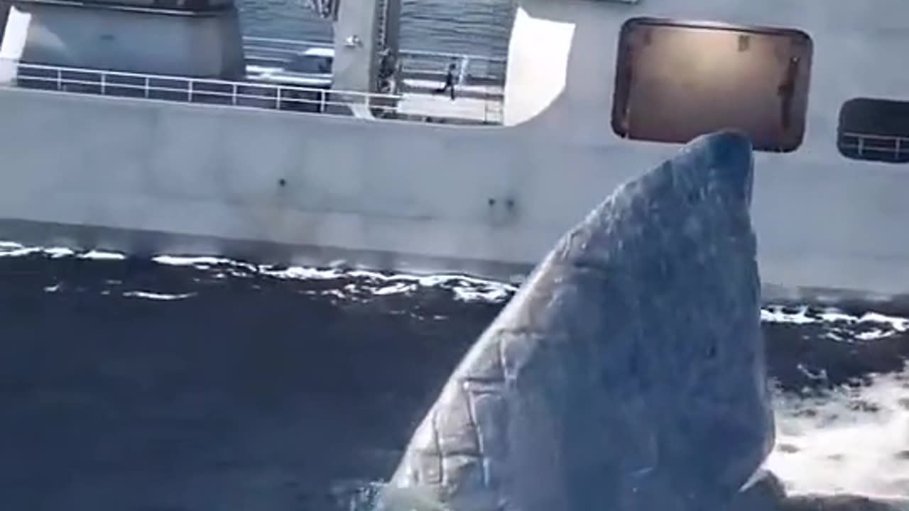 When a 🧐 big shark attacks on the ship 😱😲