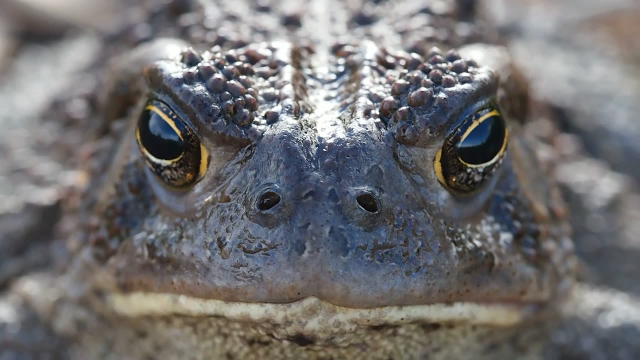 frog, toad, paddock