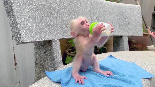 Satisfying video Cute Baby Monkey animals Zoo Go shopping in Kinder Joy Egg store and Play w puppy