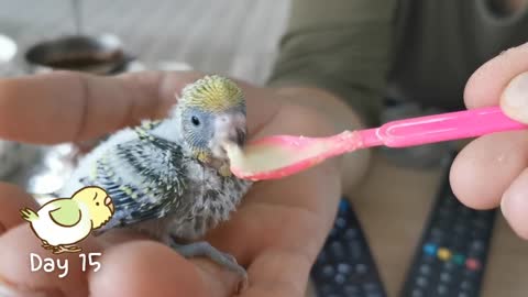 Watch 5 baby budgies growing day by day3