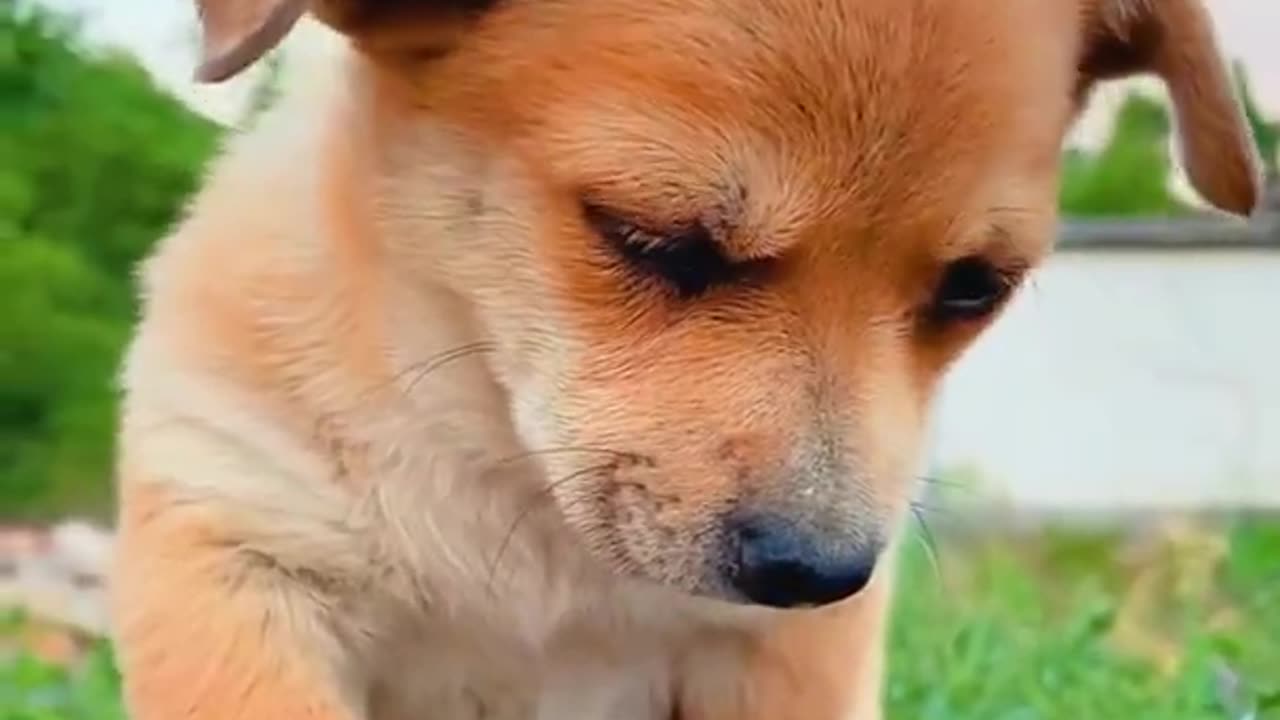 QUÁ ĐÁNG YÊU