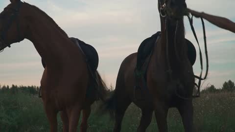 Two horses graze on the field