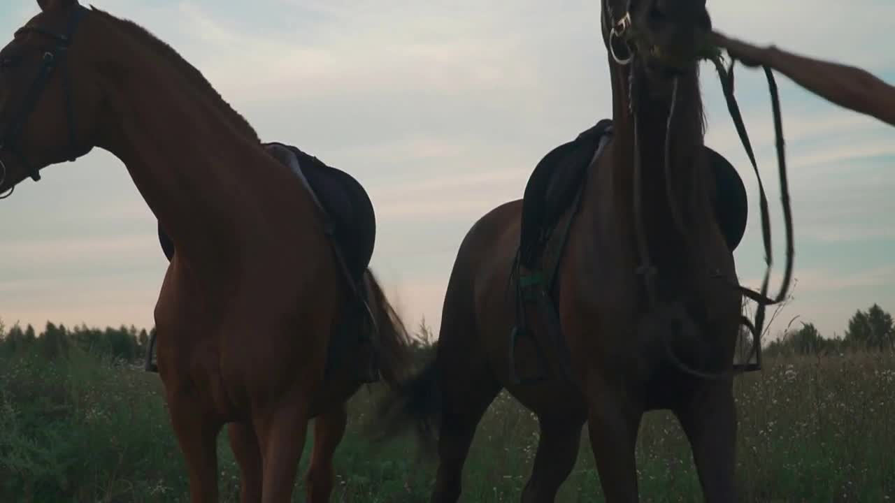 Two horses graze on the field