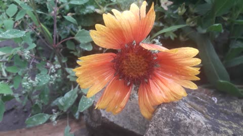 Gaillardia blooms