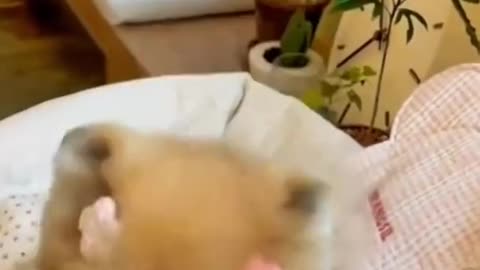 cute and funny animals