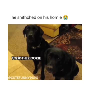 Tell Me Who Did It Dog Training