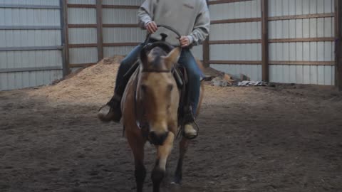 AQHA Buckskin Mare - Skip Tee Del Rio *SOLD*