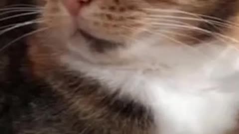 Cute Cat Gif