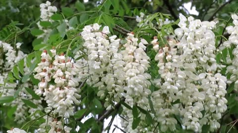 Robinia Pseudoacacia Tree Fragrant Cold Hardy Black Locust