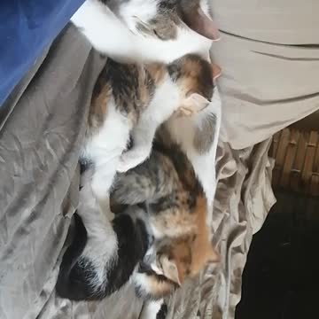 Sleeping kitties 😴💙