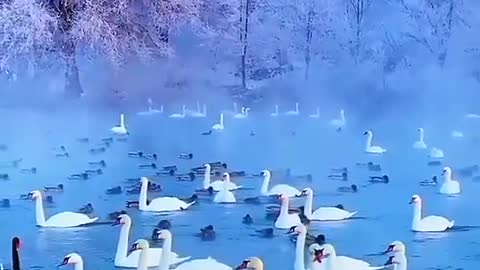 Beautiful bird vs sea