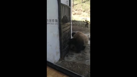 Clever panda breaks out of "Prison"