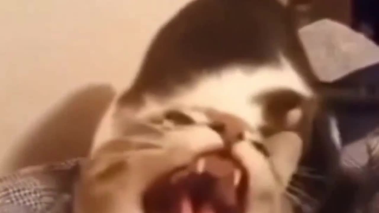 The classic moments of cats 🤣