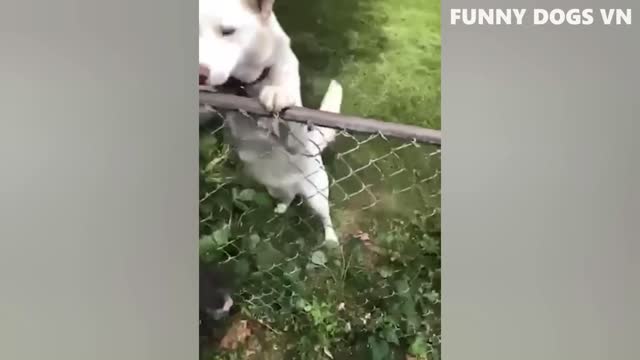 funntest animal videos