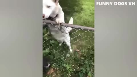 funntest animal videos